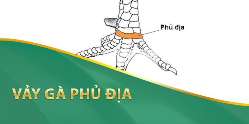 Bạn biết gì về vảy gà phủ địa?