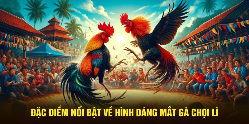 Đặc điểm nổi bật về hình dáng mắt gà chọi lì